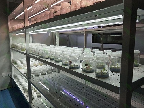 肃南植物组织培养实验室设计建设方案